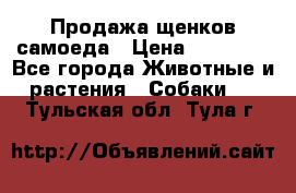 Продажа щенков самоеда › Цена ­ 40 000 - Все города Животные и растения » Собаки   . Тульская обл.,Тула г.